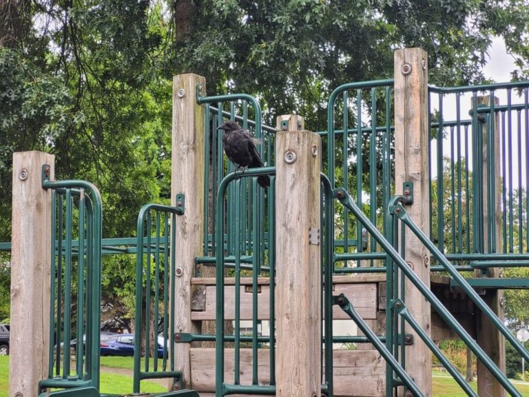 Crow at Sahali park playground