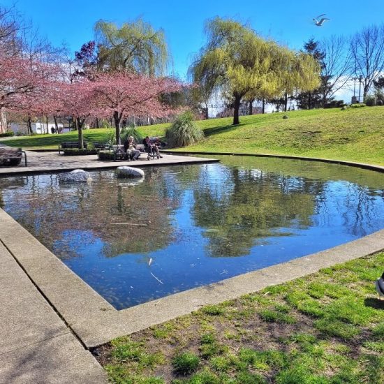 Pond at Andy Livingstone Park