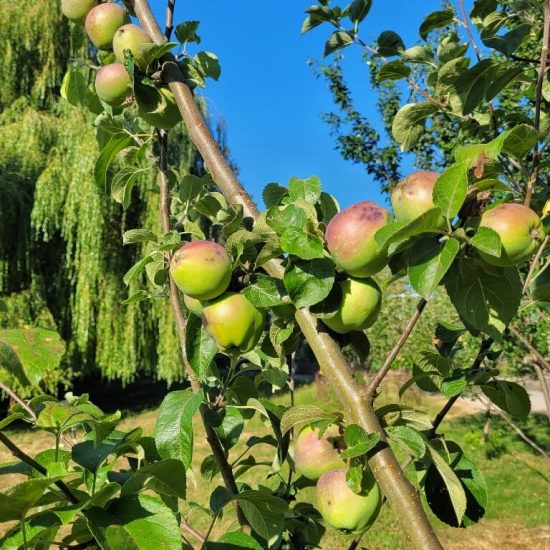 Orchard trees at Beaconsfield park