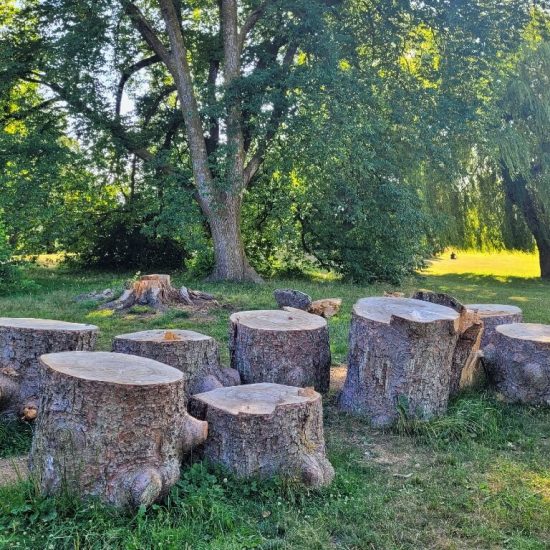 Tree logs at Beaconfield park