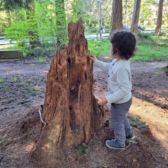 Stumps at East Campus park playground