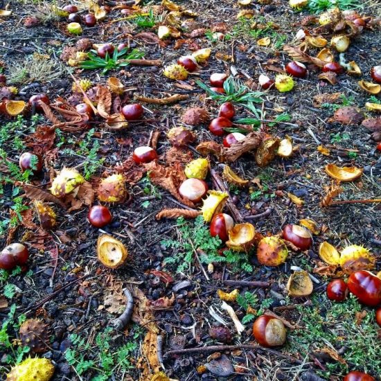Chestnuts at Heather Park playground