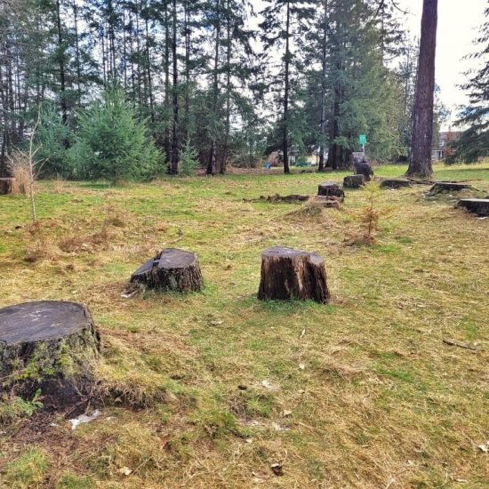 Stumps at Oak Meadows park